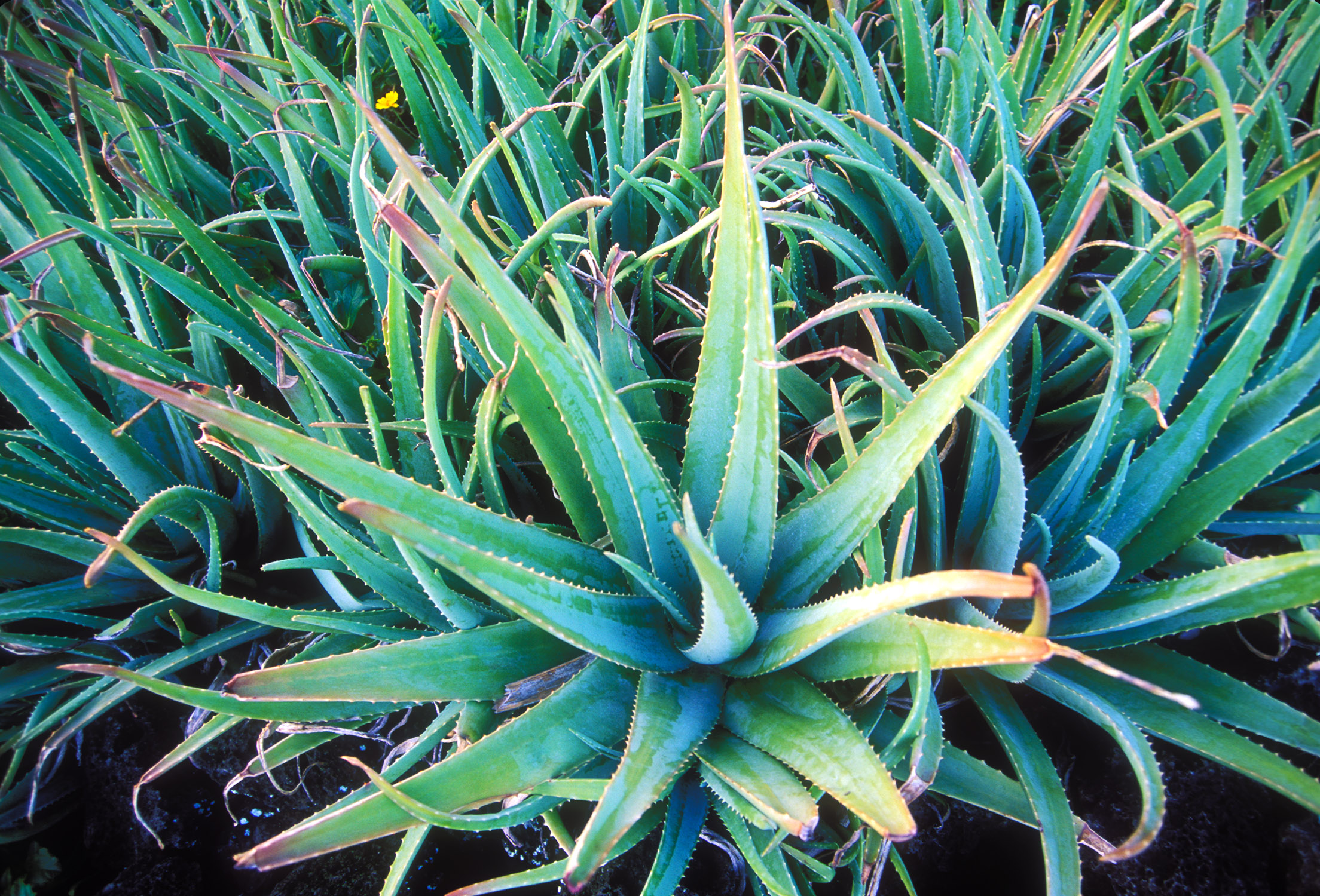Aloe vera plant