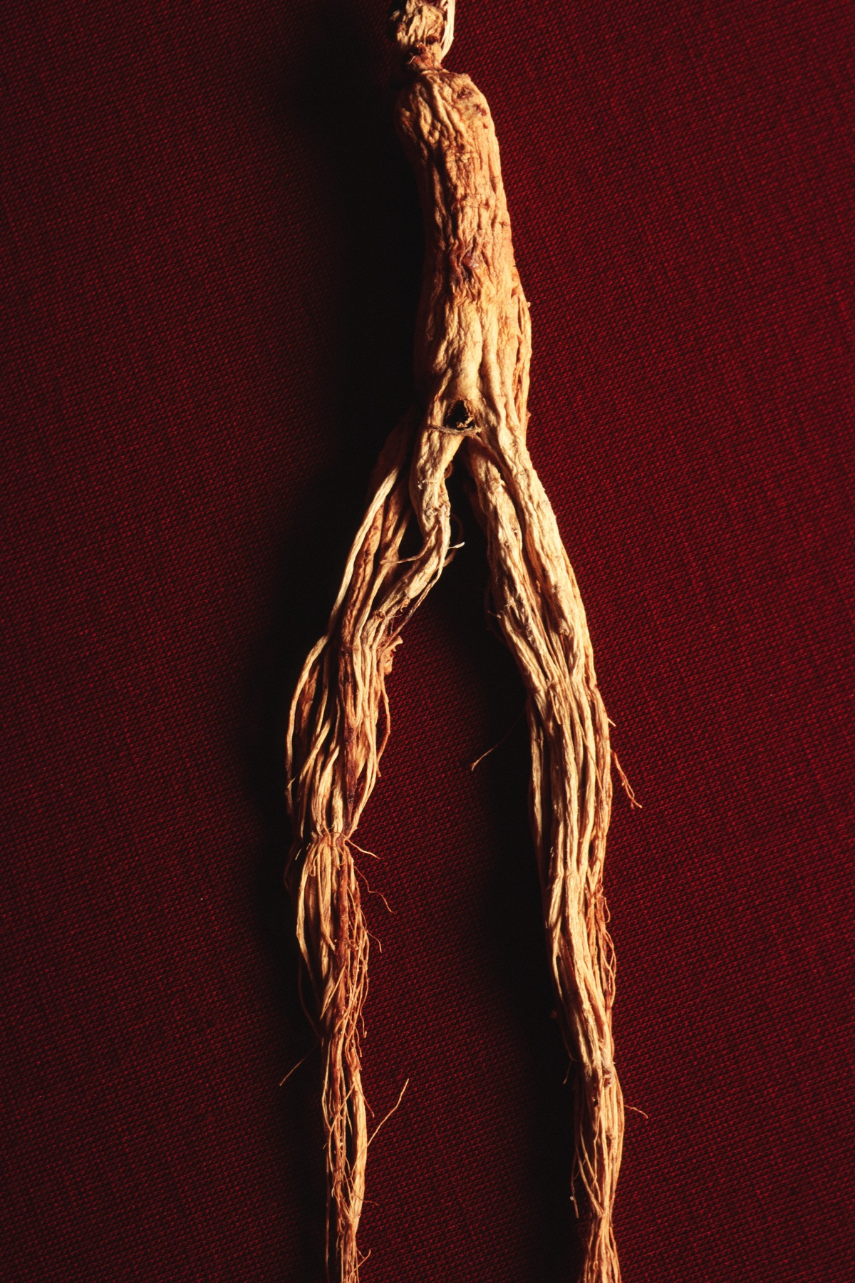 asian ginseng