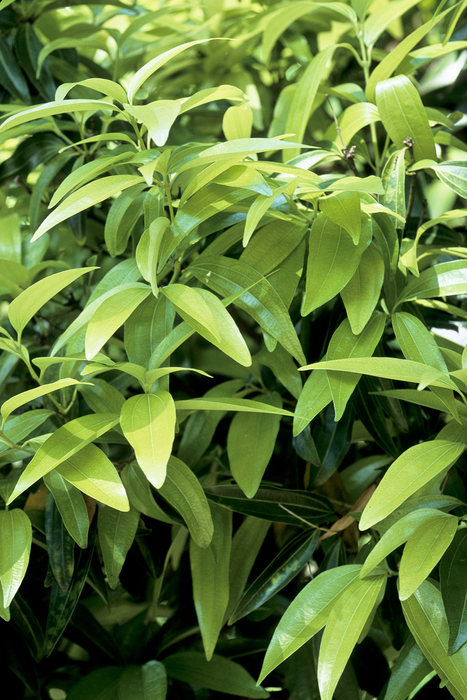 cinnamon plant