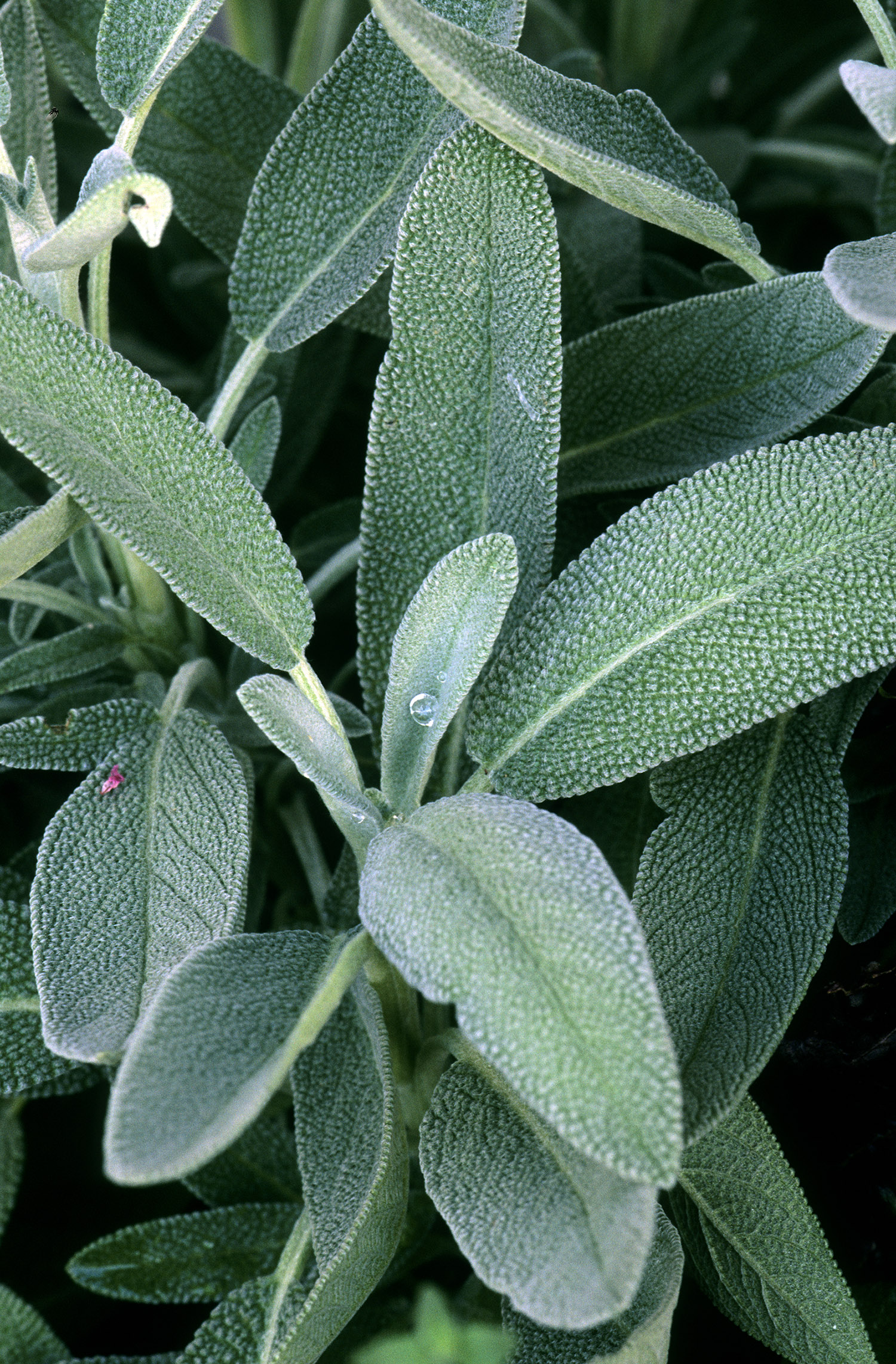 sage leaves