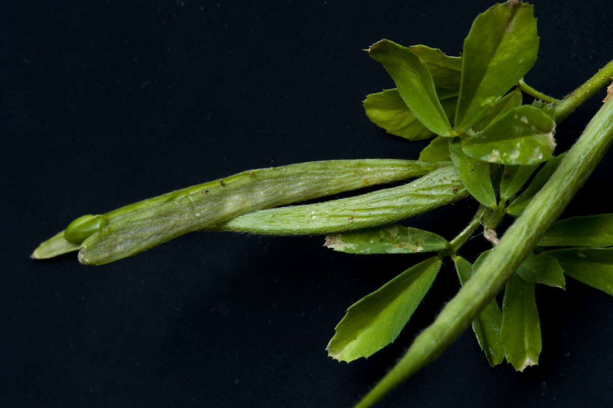 Fenugreek plant