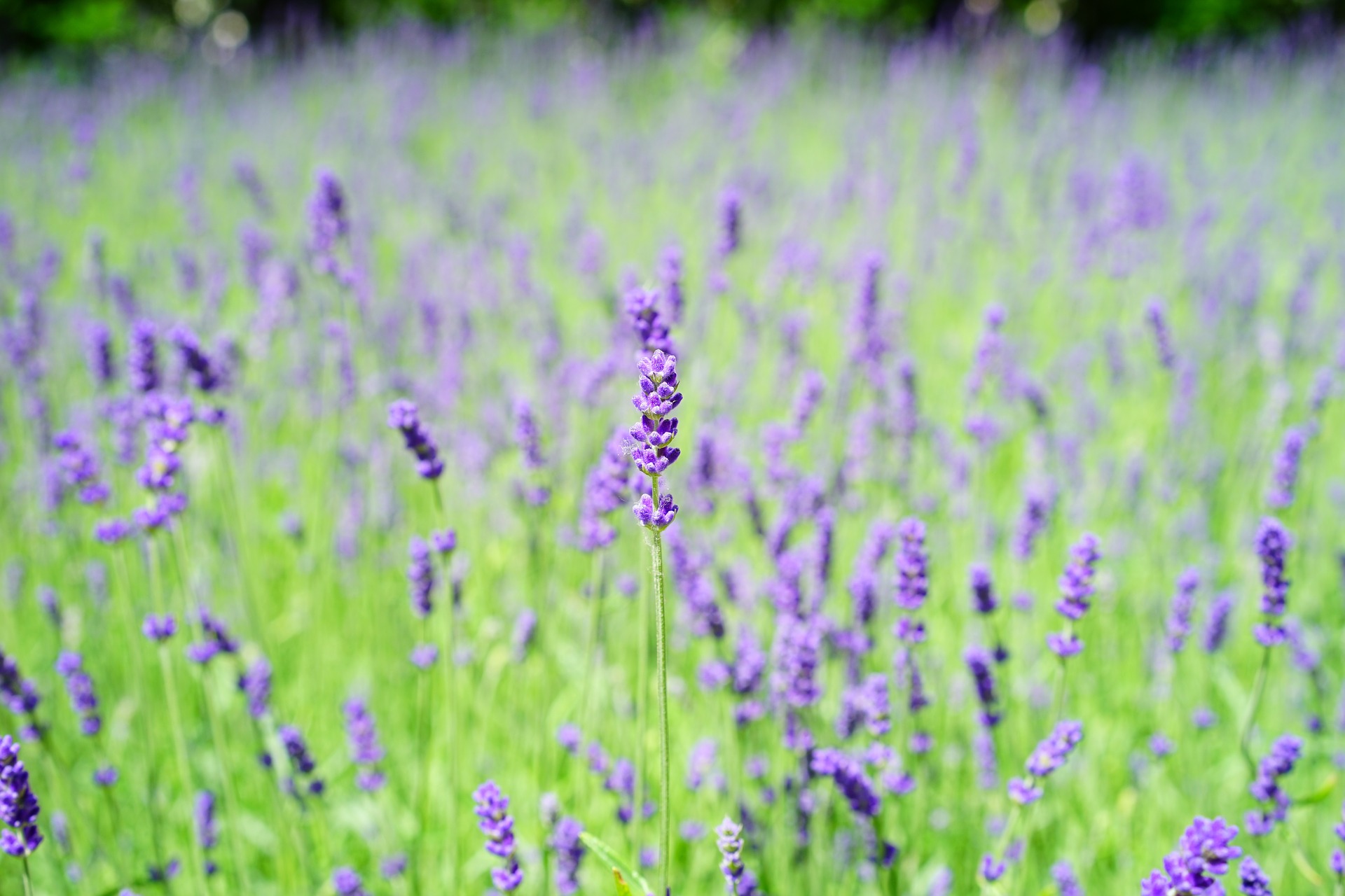 Lavender plant