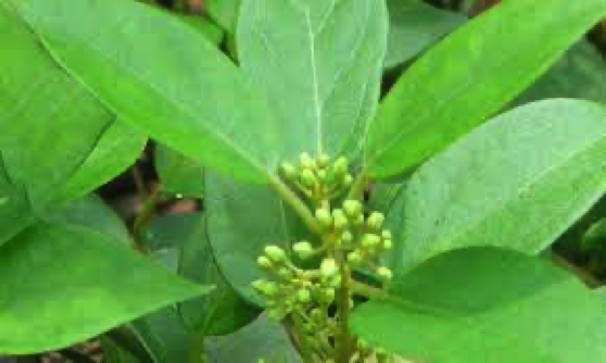 Gymnema leaves