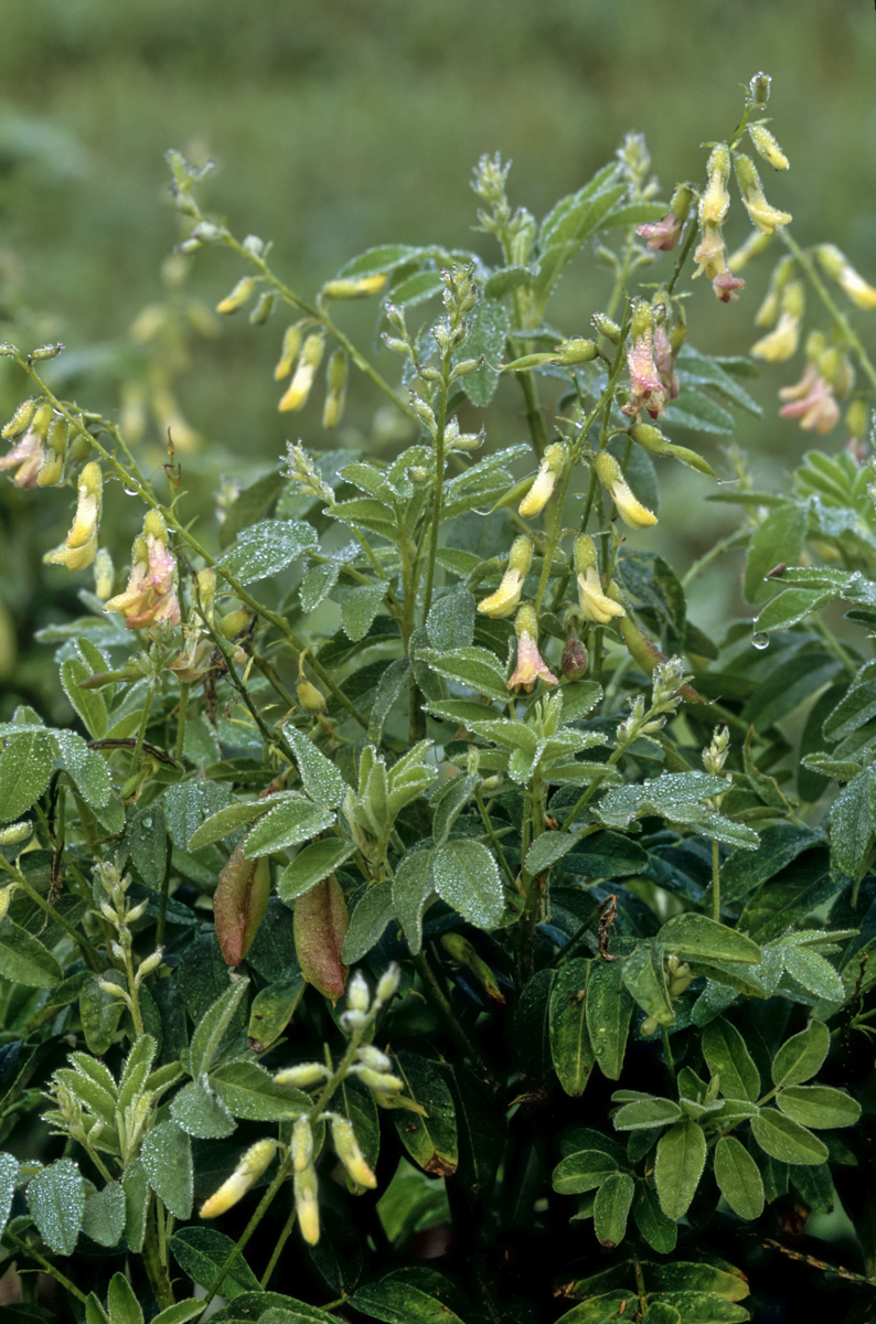 Astragalus plant