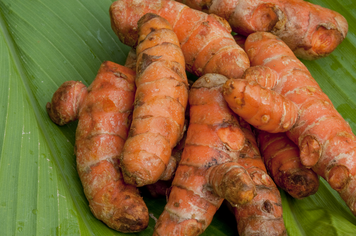 Turmeric plant