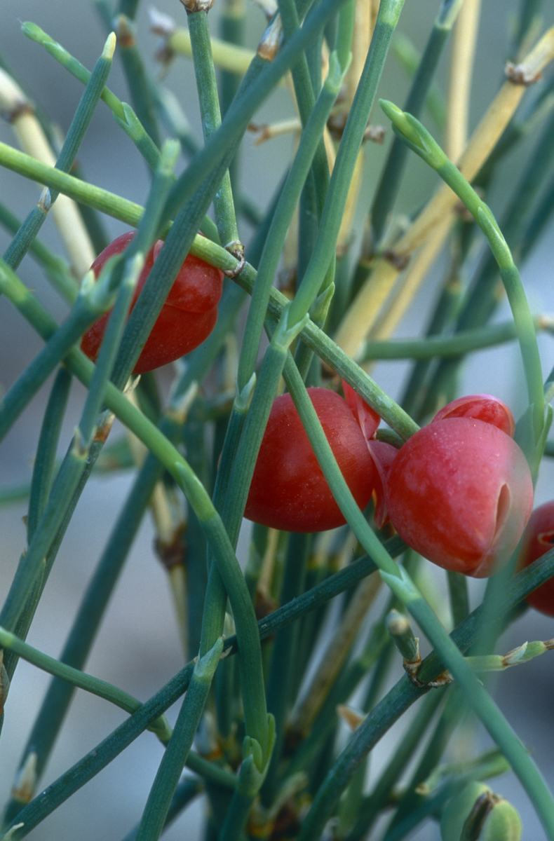 Ephedra plant