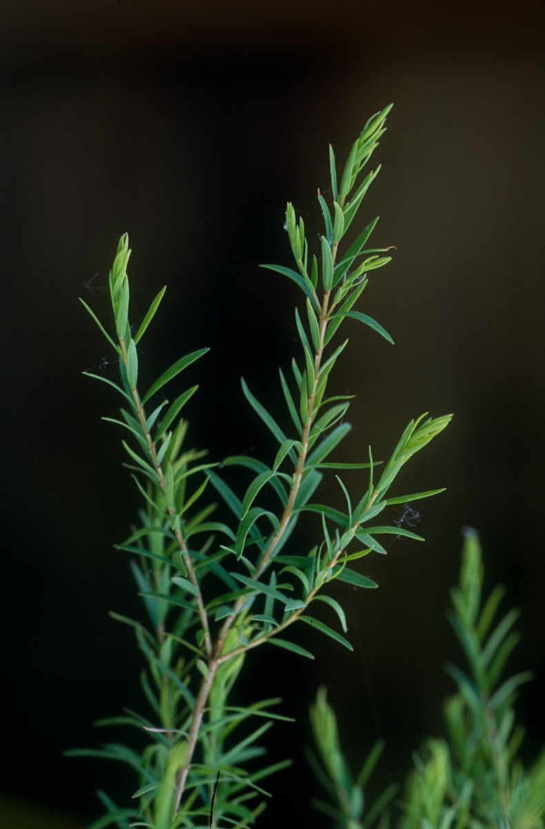 Tea Tree Oil plant