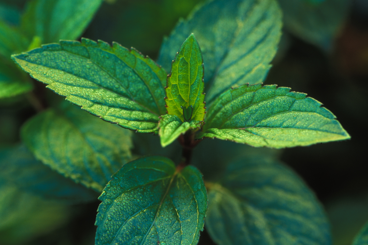 Peppermint plant