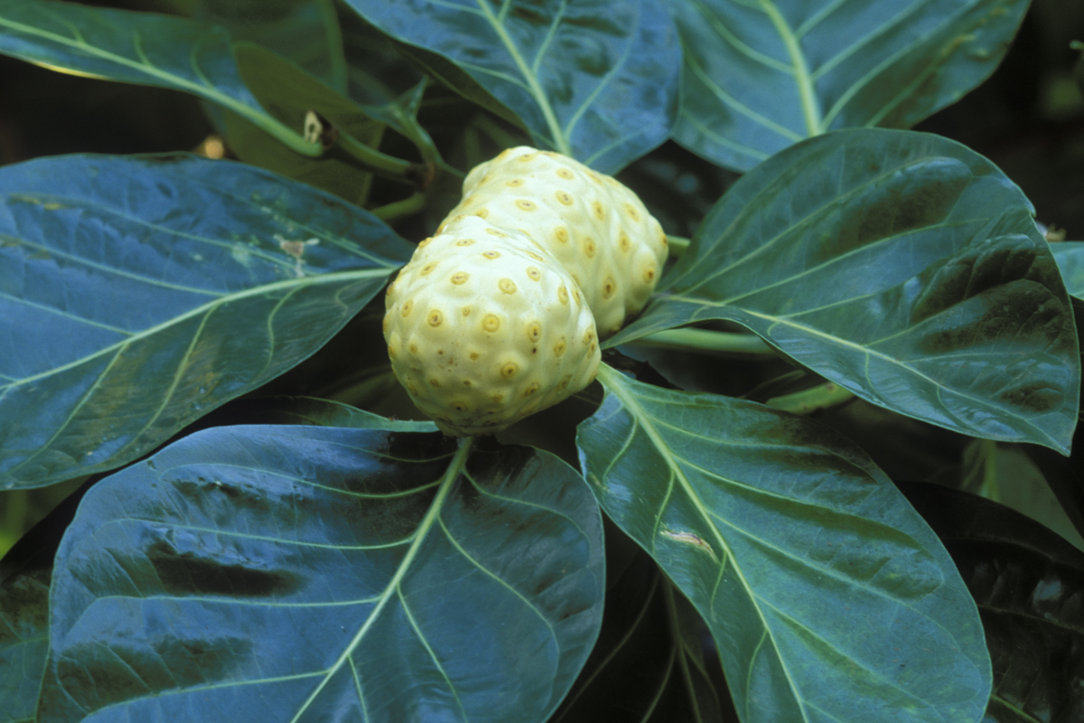 Noni plant