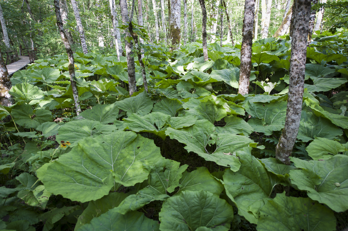 Butterbur plant