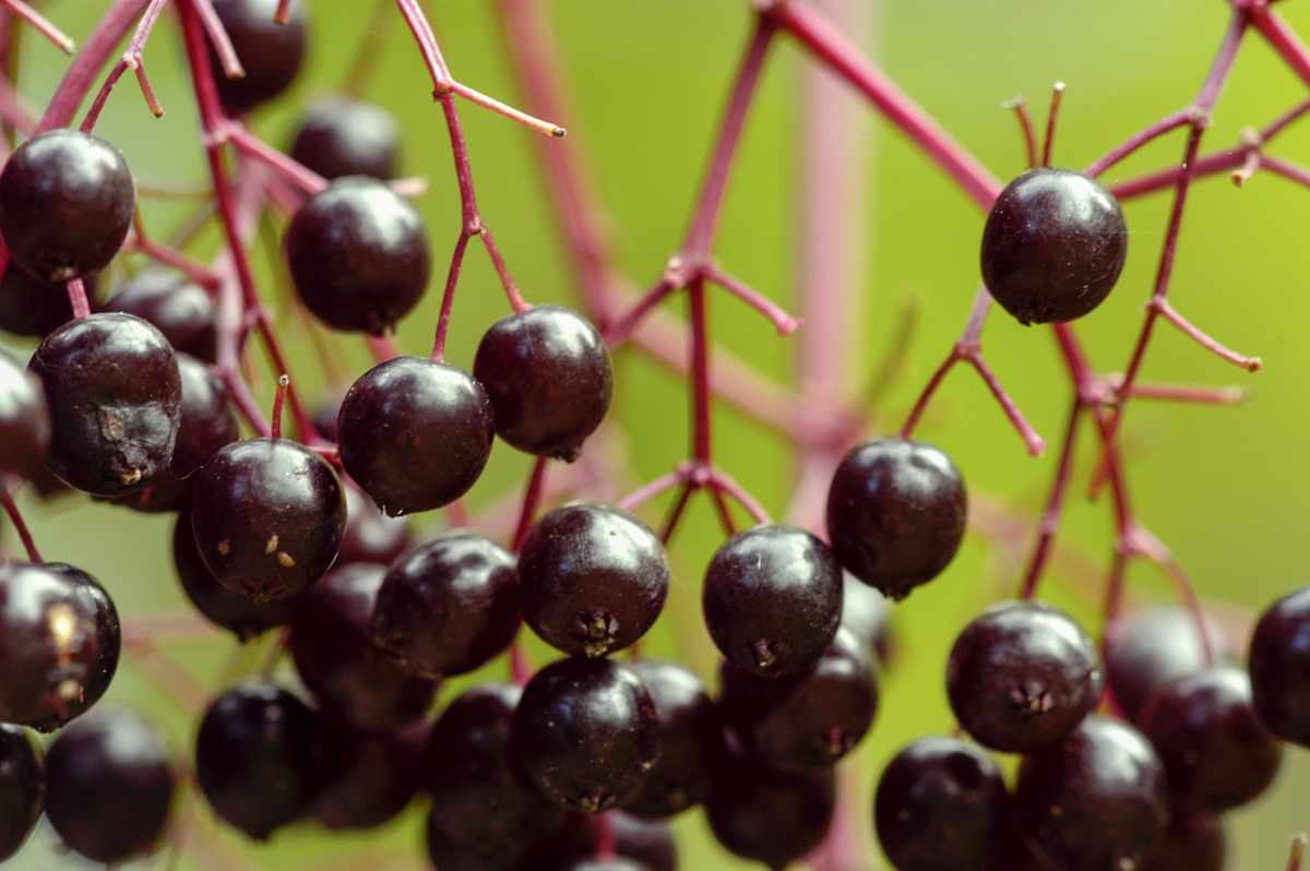 (European) Elder plant