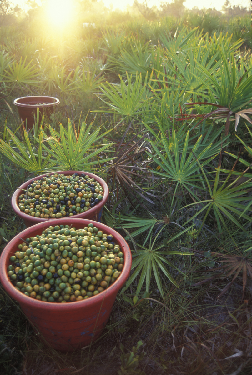Saw Palmetto plant