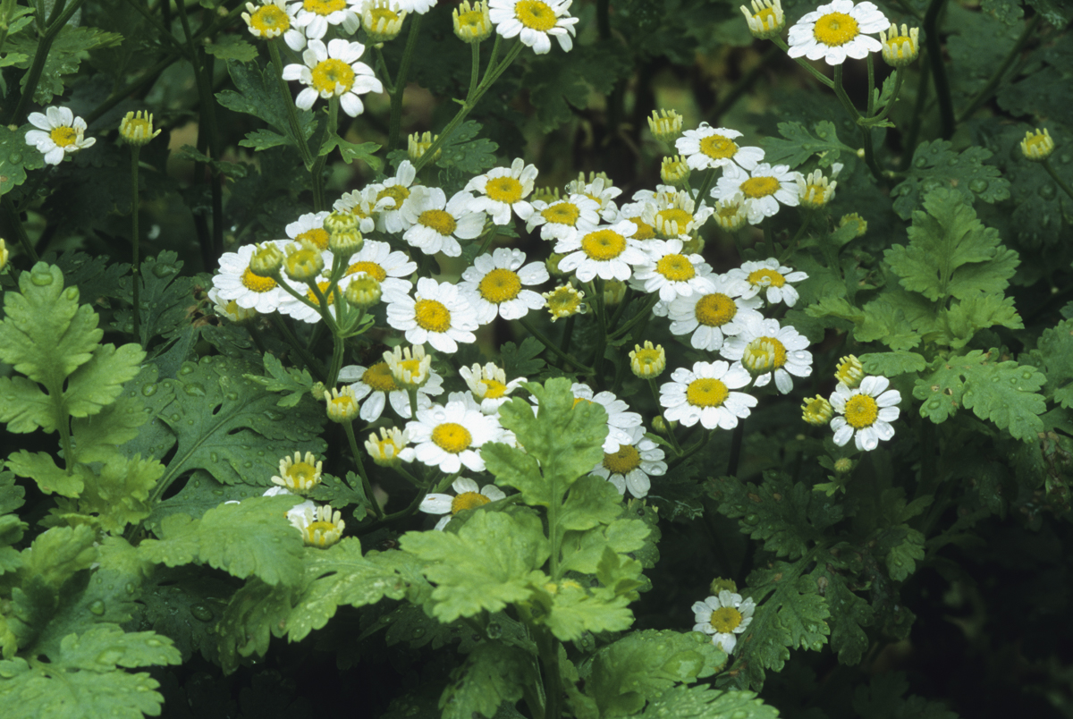 Feverfew plant