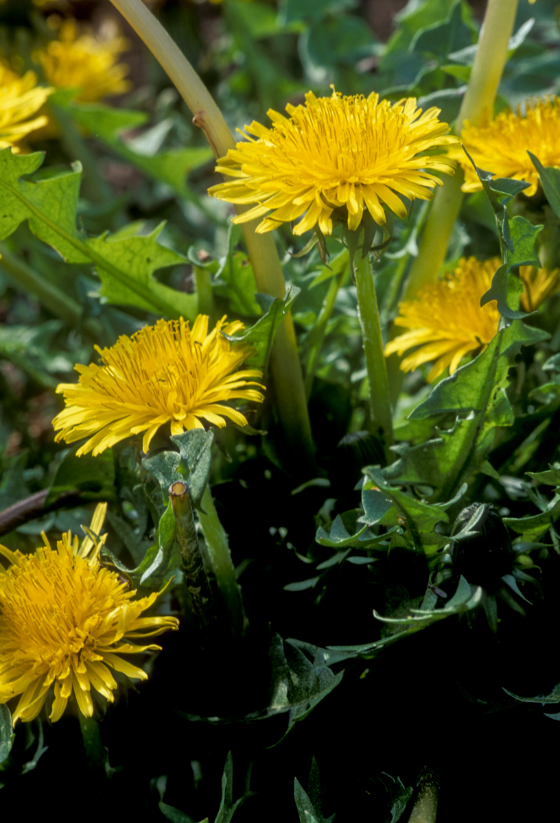 Dandelion plant