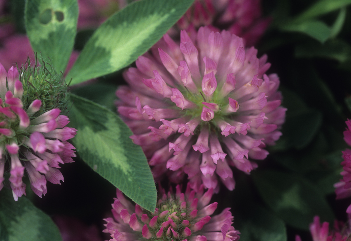Red Clover plant