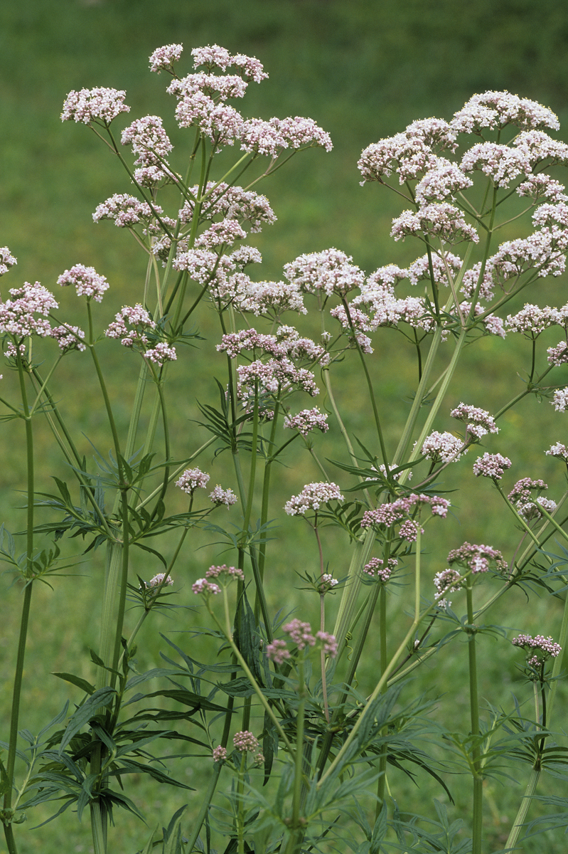 Valerian plant