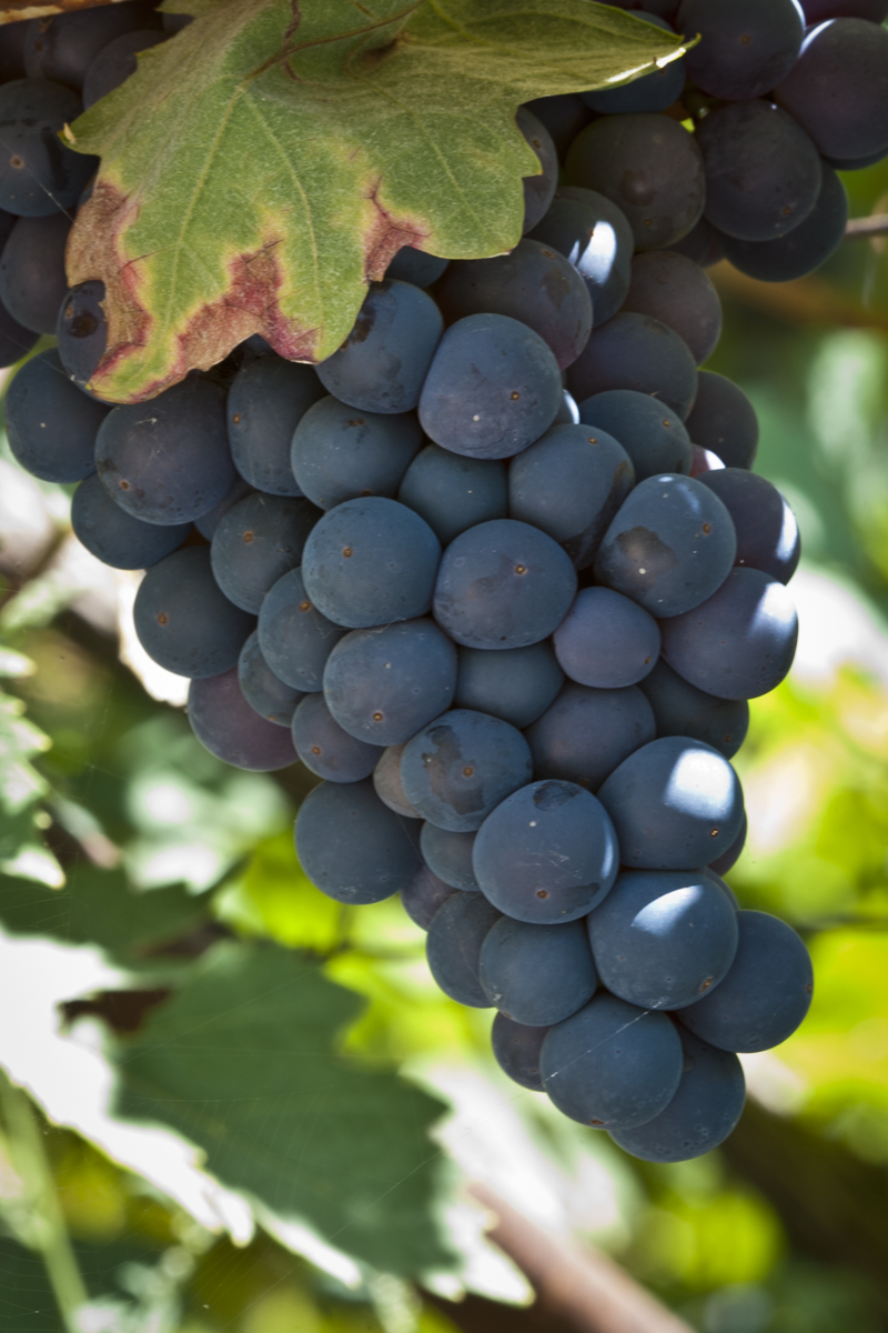 Grape Seed Extract plant