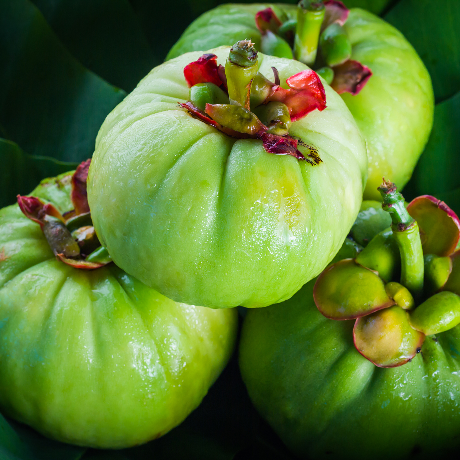 Garcinia Cambogia plant