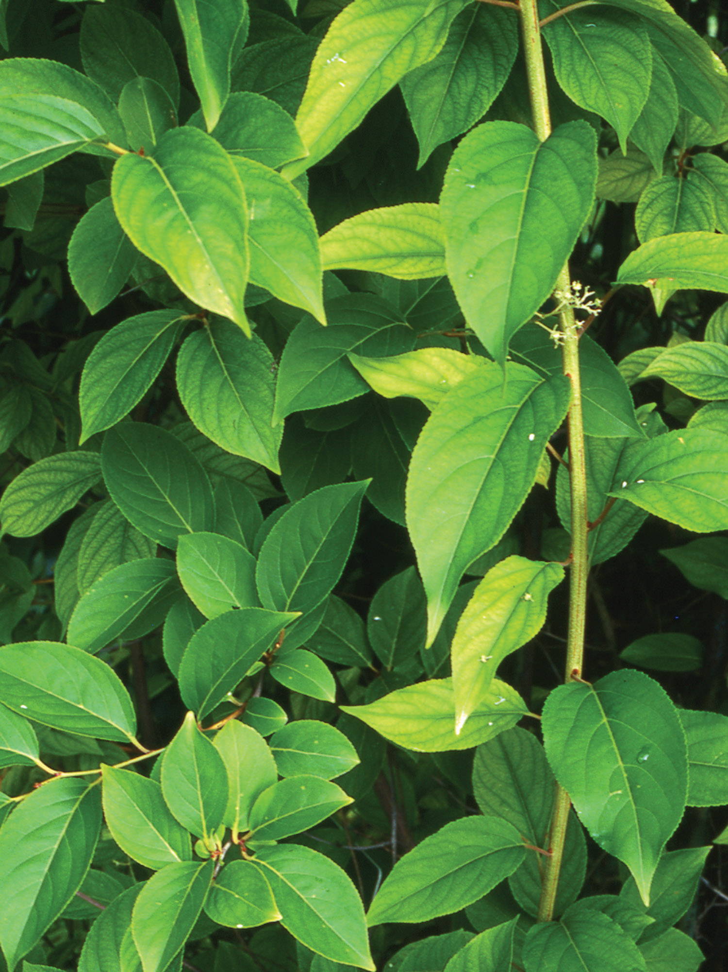 Thunder God Vine plant